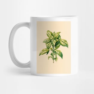 Affiche ancienne plante aromatique - Basilic - Vintage - rétro Mug